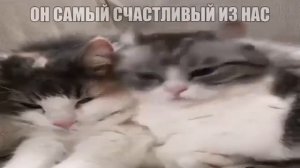он самый счастливый из нас #комару