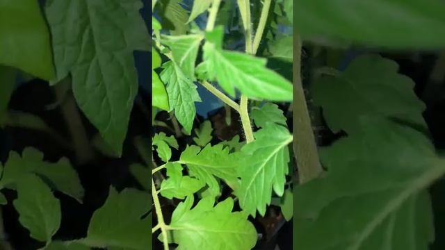 Кофейный жмых — экологически чистая и бесплатная мульча.