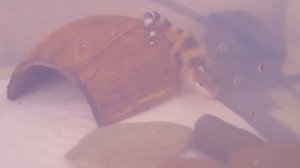 Смешные моменты🤣#эублефар#рептилии