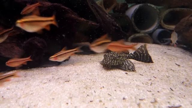 King tiger pleco - Hypancistrus sp. L066 смотреть онлайн