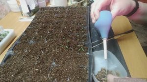 23.02.2025 Пересадила в землю бОльшую часть базилика и все бархатцы.