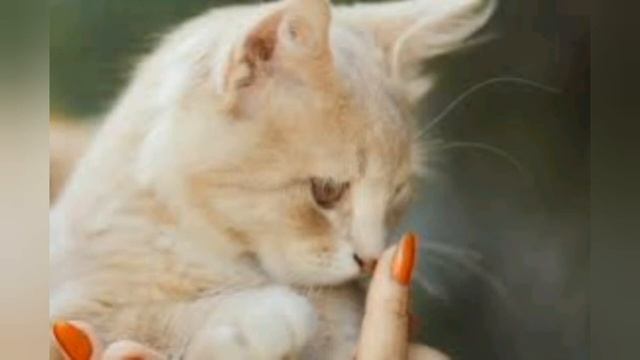 коротко о кошках | eSHK смотреть онлайн