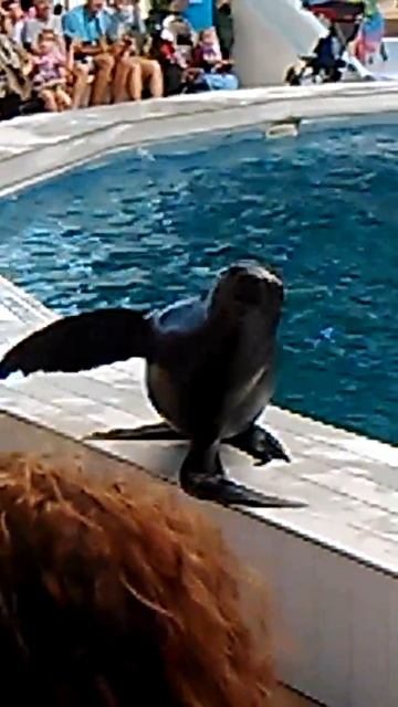 Дельфинарий в Крыму 2016 -"Морские котики танцуют" смотреть онлайн