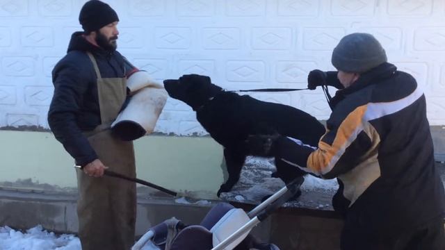 Avrora Aus Sursko-Litovsk. смотреть онлайн