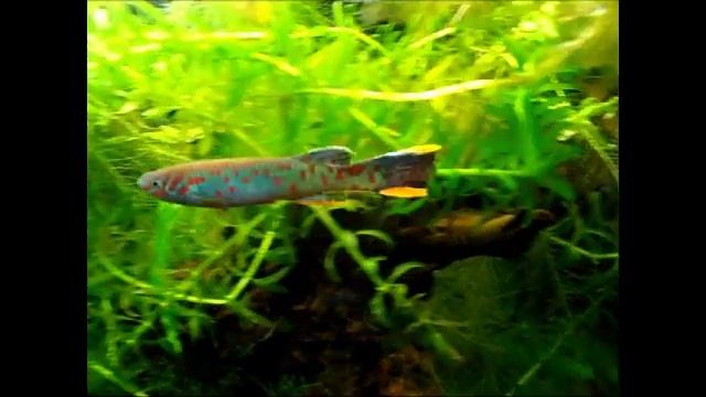 bac killies fundulopanchax scheeli смотреть онлайн