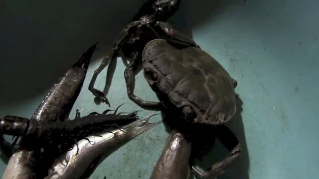 ヘビトンボ幼虫01_G1702BMHH смотреть онлайн