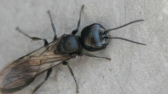 Aphid-hunting Wasp (Pemphredon montanus) ミヤマアリマキバチ♀ смотреть онлайн