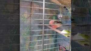 Розовобрюхие попугайчики. Осенний питерский вечер.