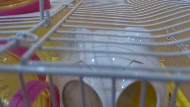 Обзор клетки хомячка Жорки смотреть онлайн