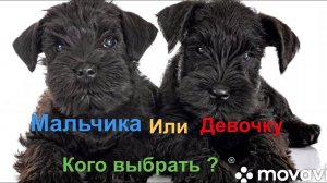 Мальчика или девочку? Шнауцер и не только. Собака цвергшнауцер . Dog Schnauzer