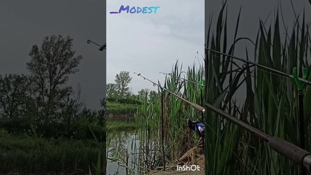 Топ 1 Оснастка На Мирную Рыбу #топ #рыбалка смотреть онлайн