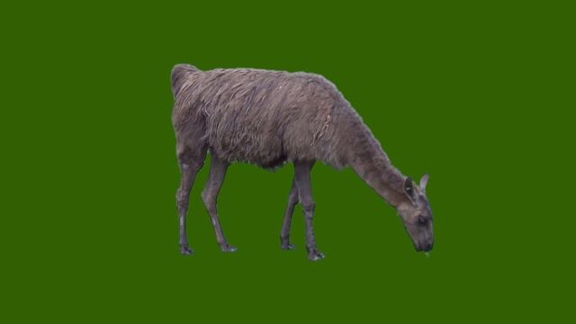 Альпака