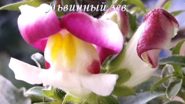 Львинный зев смотреть онлайн