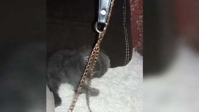 ГРАЙЛИВИЙ КОТИК БАРСІК.... смотреть онлайн