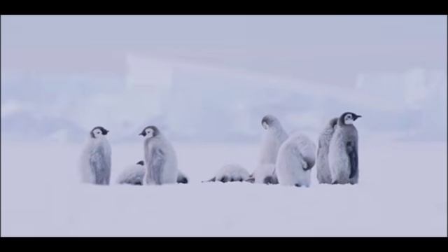 ПУТЕШЕСТВИЕ ПО АНТАРКТИДЕ.