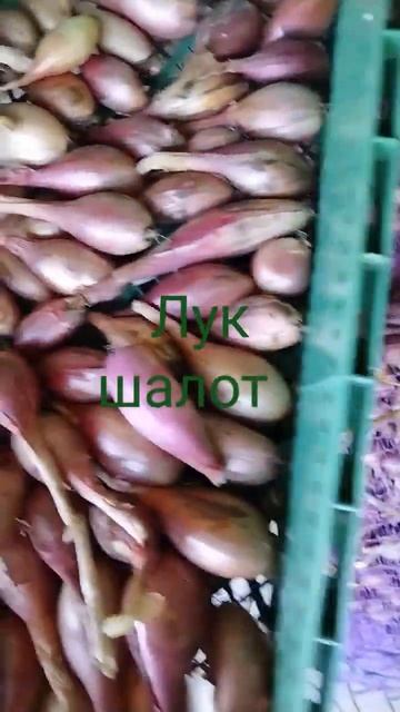 Лук шалот на Волге ✌️👍❤️ смотреть онлайн