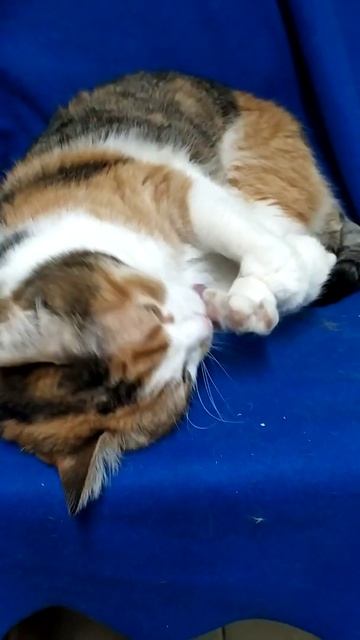 Милочка кайфует смотреть онлайн