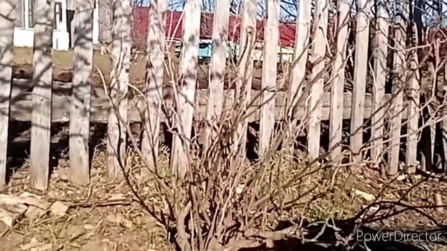 Заморозок. Докопала огород. Посадила морковь смотреть онлайн