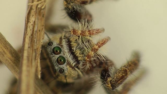 More Little Critters смотреть онлайн