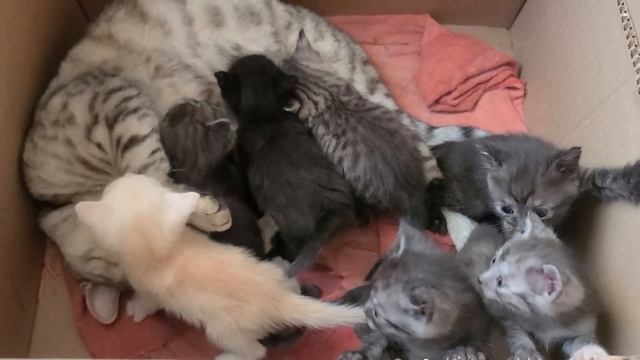 Шотландские котята #шотландскиекотята #кот #коты #кошки #котята смотреть онлайн