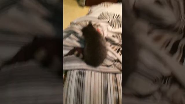 Енот Чарли играется с игрушкой