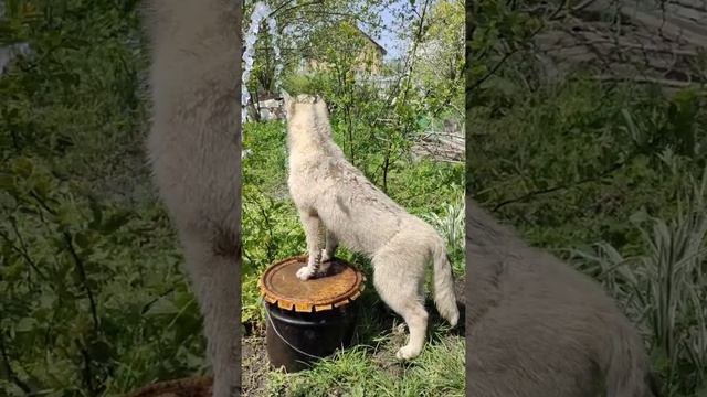 хаски,голубые глазки!