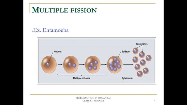 Class 12 Biology Ch.1 Reproduction in Organisms (PPT)