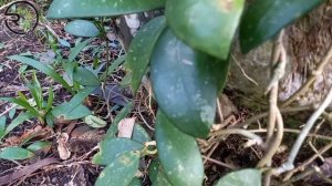 Hoya Diversifolia Daun Splash Dihabitat Aslinya