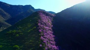 Другой Алтай. Цветение маральника, 2023.