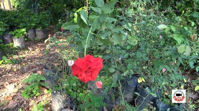 Vivero de Don Julio, El Congo, Santa Ana. El Salvador. смотреть онлайн