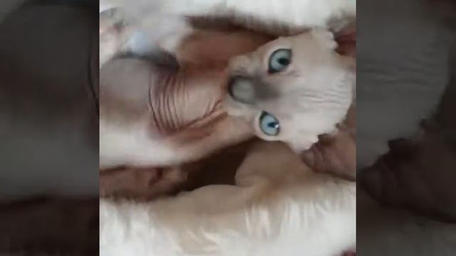 18 апреля 2016 г. смотреть онлайн