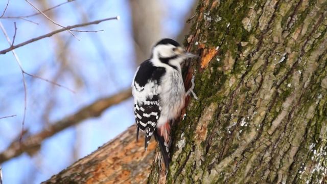 Пестрый Дятел смотреть онлайн