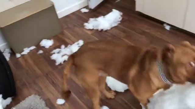 Bentley - Sofa Attack - Dogue de Bordeaux (French Mastiff)