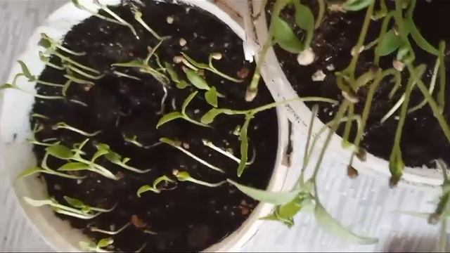 ЛАЙФХАК ВЫРАСТИТЬ ПЕРЕЦ В ДОМАШНИХ УСЛОВИЯХ МОЖНО НА ПОДОКОННИКЕ смотреть онлайн