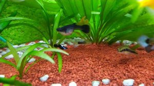 Подарок от жены Гуппи Панда 🐼 и синие гуппи