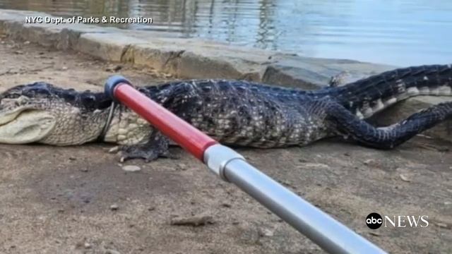 Alligator found in New York City lake смотреть онлайн