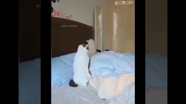 Самые смешные кошки 😹 - Не пытайтесь сдержать свой смех 😂 - Забавная кошачья жизнь смотреть онлайн