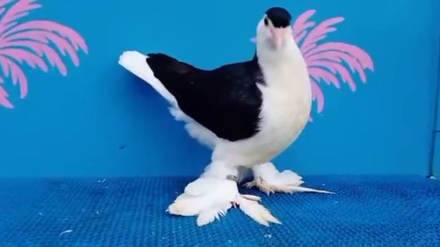 Black Lahori baby смотреть онлайн