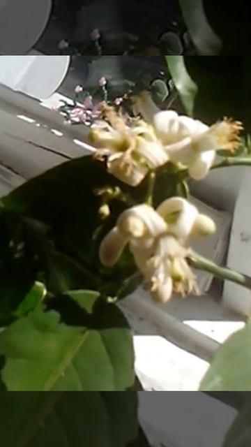 Цветение лимона. смотреть онлайн