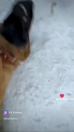 1000020249.mp4