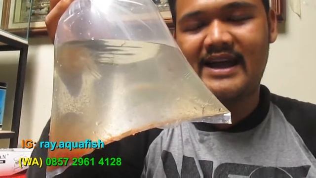 KUTIR Kutu Air / Pakan Ikan Hias BURAYAK / (Wa/Sms) 085729614128 Yogyakarta смотреть онлайн