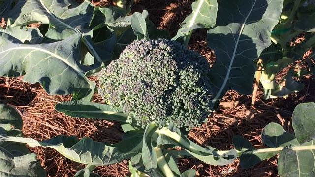 WHEN TO HARVEST BROCCOLI | DON'T WAIT TOO LONG смотреть онлайн