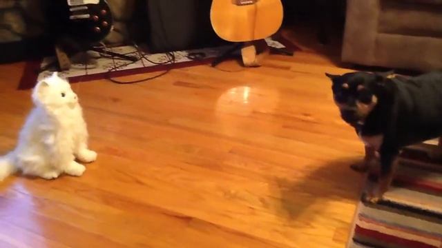 Little Ava and her new Kitty смотреть онлайн