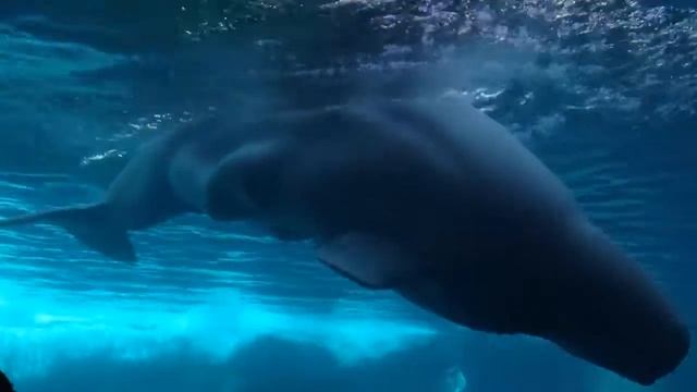 4th of July at SeaWorld San Diego смотреть онлайн