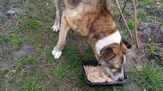 Барончик завтракает супчиком смотреть онлайн