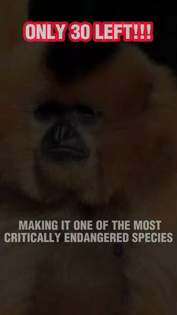 Hainan Gibbon - The Rarest Primate on Earth | Unique Facts and Conservation Efforts #shorts #short смотреть онлайн