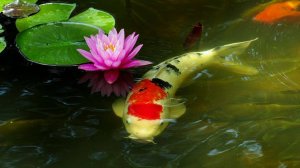 РР4 Медное - в поисках клёва (100 серия)