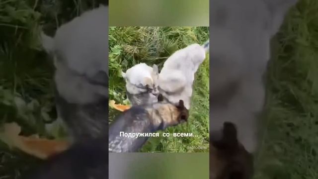 Балу год дома. Счастливые истории
