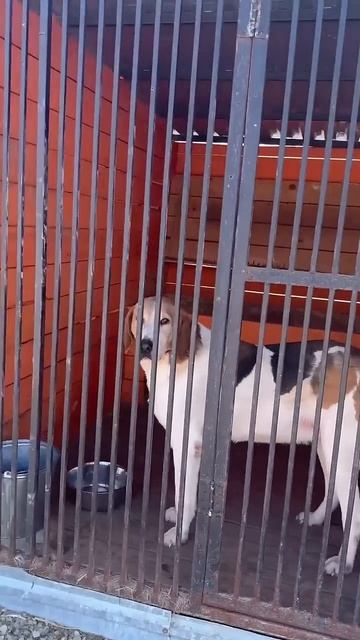 Наконец-то мы сняли поликарбонат и собачкам в полной мере видно, что происходит на улице