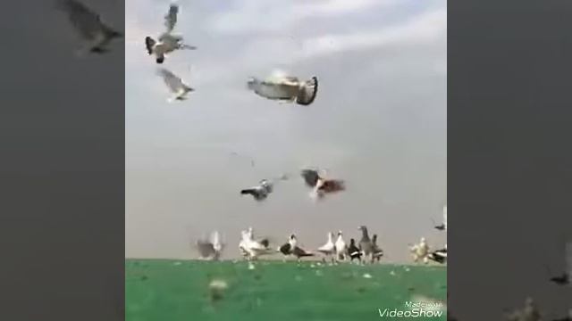 شلك ياطير смотреть онлайн